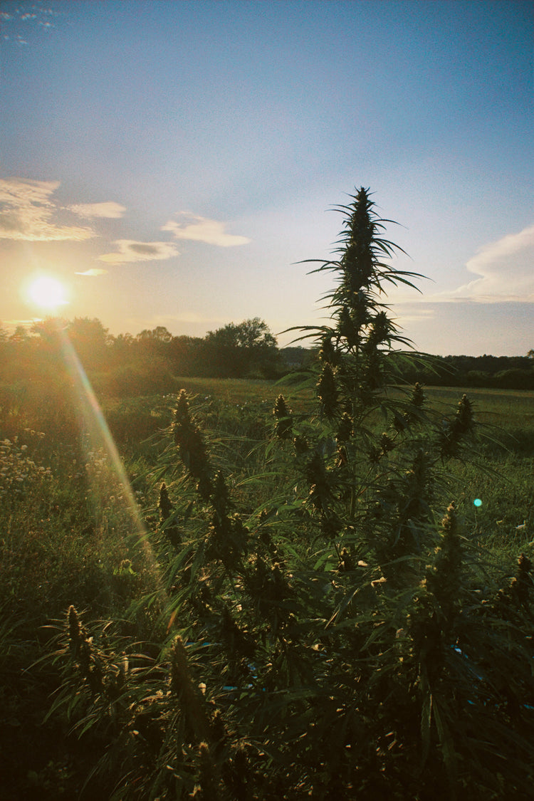 the hemp collection